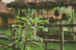 招远天气预报(今天招远天气预报：阴天有雨，记得带伞)