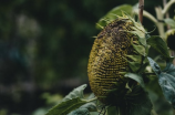 【榴莲的英文】Musang King？D24？你知道榴莲还有这些别名吗？